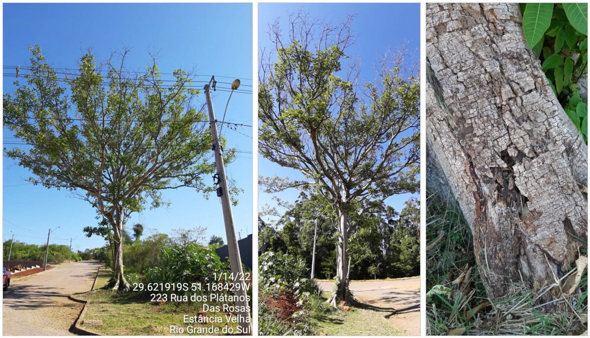 Figueira infestada de brocas